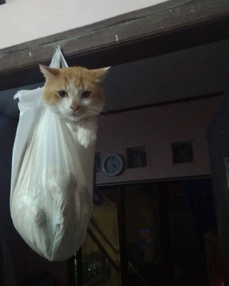 Twitter.com/kanharimu